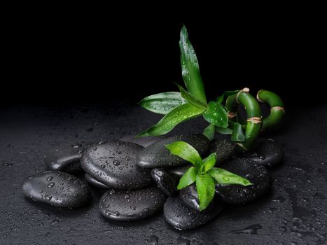 Spa concept with black basalt massage stones and green bamboo sprout covered with water drops on a black background