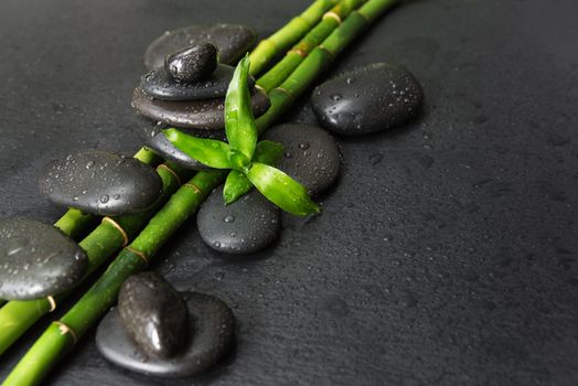 Spa concept with black basalt massage stones and green bamboo shoots covered with water drops on a black background