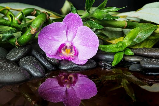 Spa concept with black basalt massage stones, pink orchid flower and lush green foliage covered with water drops reflected in water