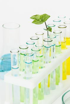 Sprout with green leaves in vitro and laboratory glassware