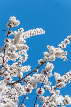 White cherry blossoms against the blue sky outdoors