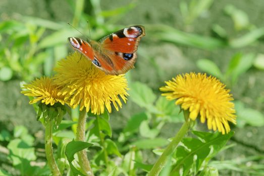 Peacock butterfly on the yellow dandelions at spring outdoors