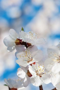 White cherry blossoms against the blue sky close-up