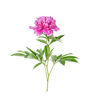 Single pink peony flower isolated on a white background
