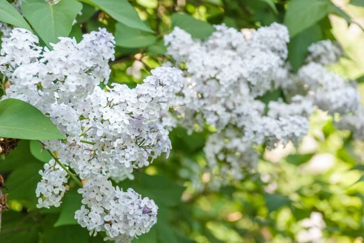 Beautiful bush of the blooming lilac closeup in spring park 