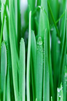 Green grass on the morning meadow covered with dew drops