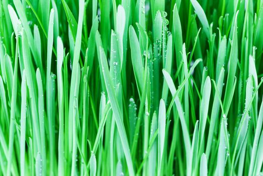 Green grass on the morning meadow covered with dew drops