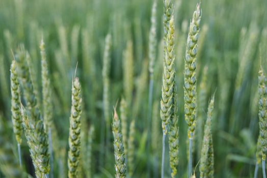 Green unripe ears of wheat in a field close-up