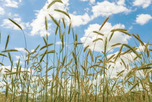 Ripe ears of rye in the field on a background of blue sky with clouds