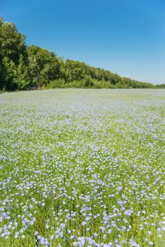 Vast blue field of blooming flax under the blue sky