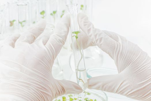 Two hands in rubber glove holding a test-tube with biological material closeup