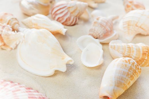 Several clams on the background of sea sand
