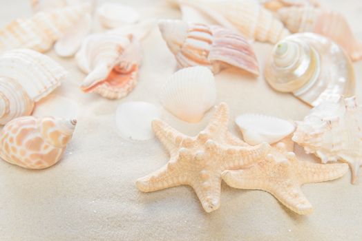 Several clams and starfishes on the background of sea sand