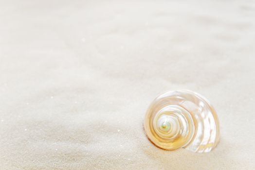 One pearl shell on the background of white sea sand