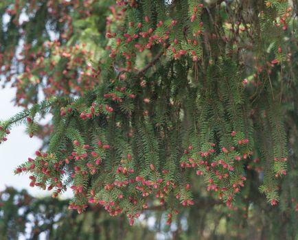 Red cones on the branches of flowering spruce in spring forest