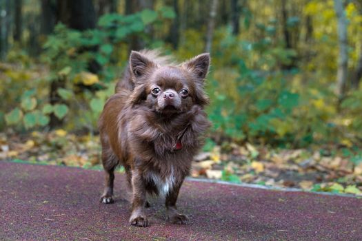 Little dog lying on the grass in the park, nature, autumn