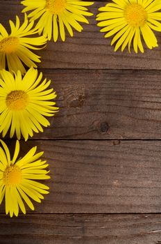 The yellow chamomile on a wooden background