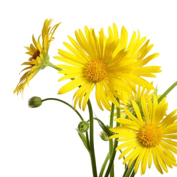 Yellow chamomile isolated on a white background