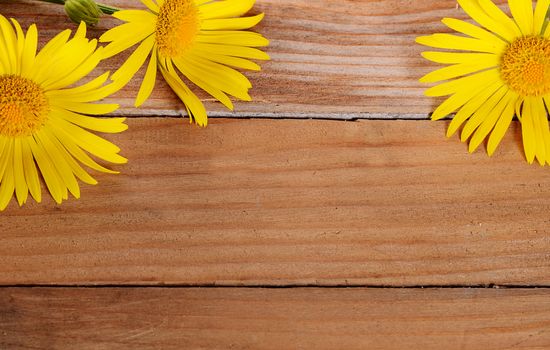 The yellow chamomile on a wooden background