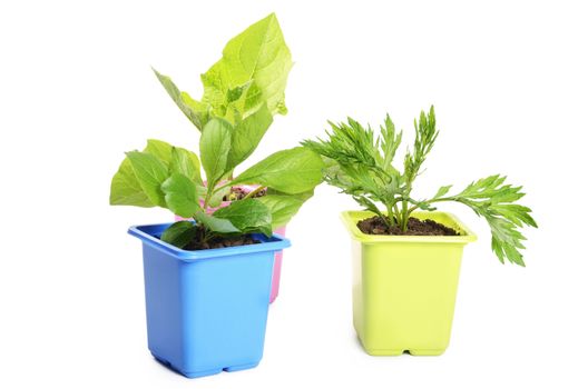 Green plant in a flower pot isolated