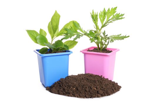 Green plant in a flower pot isolated