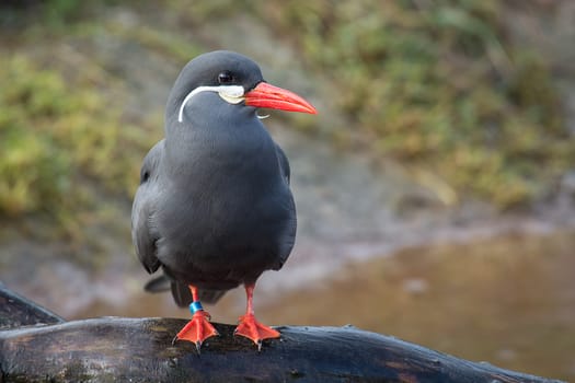 A full portrait of an inca tern standing on a log with a pool in the background and space for text