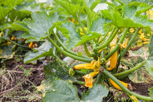 Yellow zucchini plant (Cucurbita pepo) at cultivation field