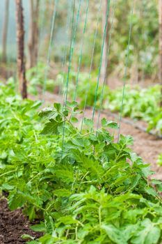 Tomato ( Lycopersicon esculentum) at cultivation field