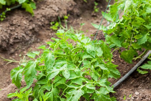 Tomato ( Lycopersicon esculentum) at cultivation field