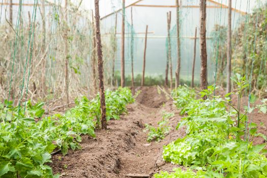 Tomato ( Lycopersicon esculentum) at cultivation field