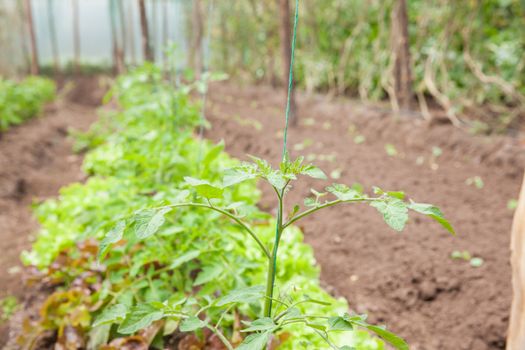 Tomato ( Lycopersicon esculentum) at cultivation field