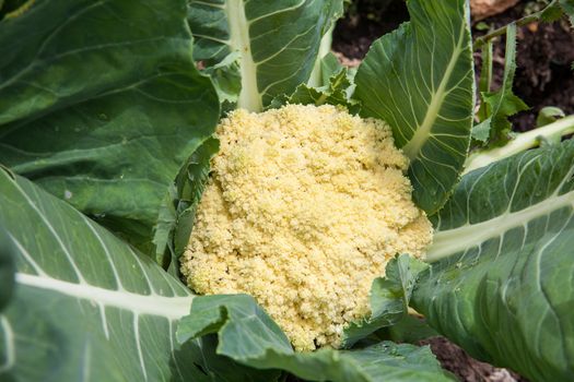 Cauliflower plant (Brassica oleracea) at cultivation field