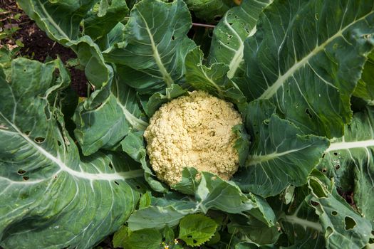 Cauliflower plant (Brassica oleracea) at cultivation field