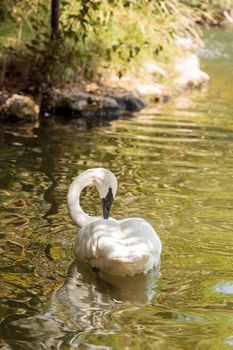 Trumpeter swan Cygnus buccinators can be found in rivers and lakes in the mid and western United States and into Canada