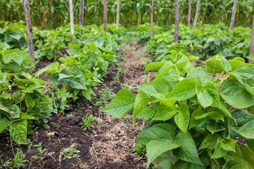 Common bean plant (Phaseolus vulgaris) at cultivation field