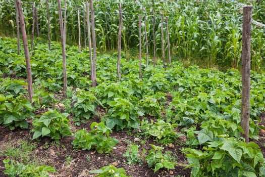 Common bean plant (Phaseolus vulgaris) at cultivation field