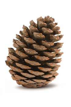 Single pine cone isolated on a white background.