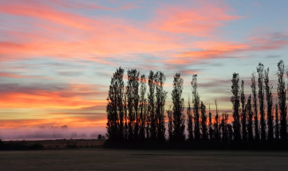 Silhouetted trees against a beautiful sky of colour