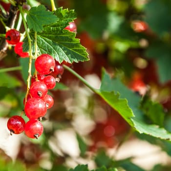 Mature red currant on a bush branch