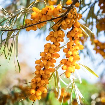 Orange berries of a sea-buckthorn on a branch with leaves