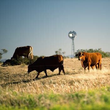Cows and a windmill in the countryside in Queensland.