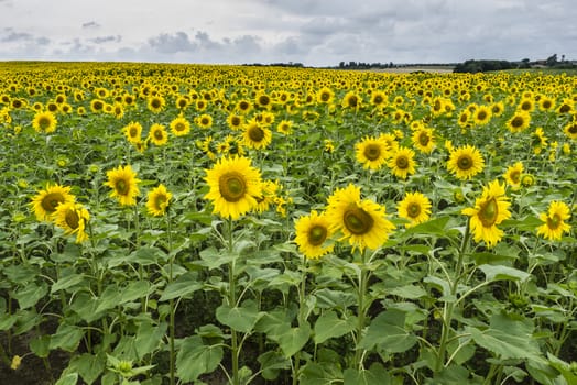 Field of sunflowers in full bloom under a cloudy sky.