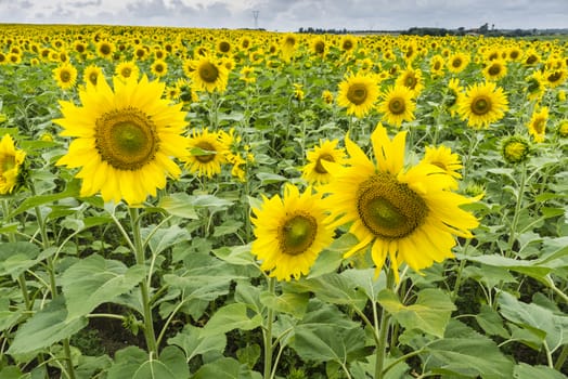 Field of sunflowers in full bloom under a cloudy sky.