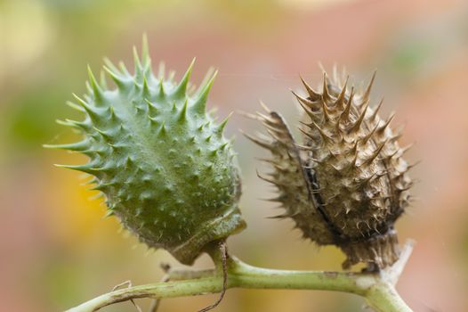 Thorny fruits of Datura stramonium, known as jimsonweed, Devil's snare, hell's bells, trumpet, tolguacha, Jamestown weed, stinkweed, locoweed, pricklyburr, devil’s cucumber and Thornapple is a plant in the nightshade family