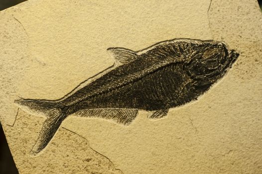Prehistoric sea fish fossilized in a sand stone, Diplomystus dentatus.