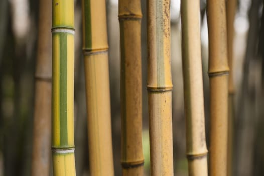 Yellow and green striped bamboo stem detail.