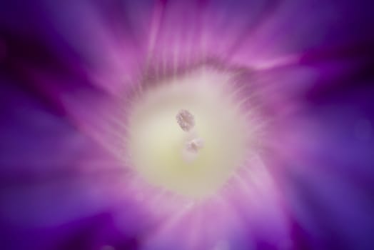 Detail of Convolvulus flower with pollen granes, bindweed, morning glory.