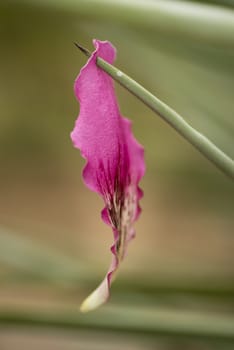 Pink flower petal pierced and hanging from a thorn.