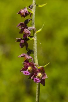 Close up of wild orchid of the Alps mountains
