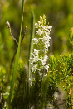 Close up of wild orchid of the Alps mountains